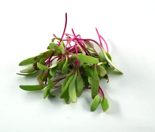 beetroot-1-500x500.webp