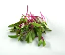 beetroot-1-500x500.webp
