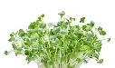 s-l1600_36bd69df-1f38-4127-be88-7a6284485756.webp