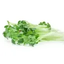 Alfalfa