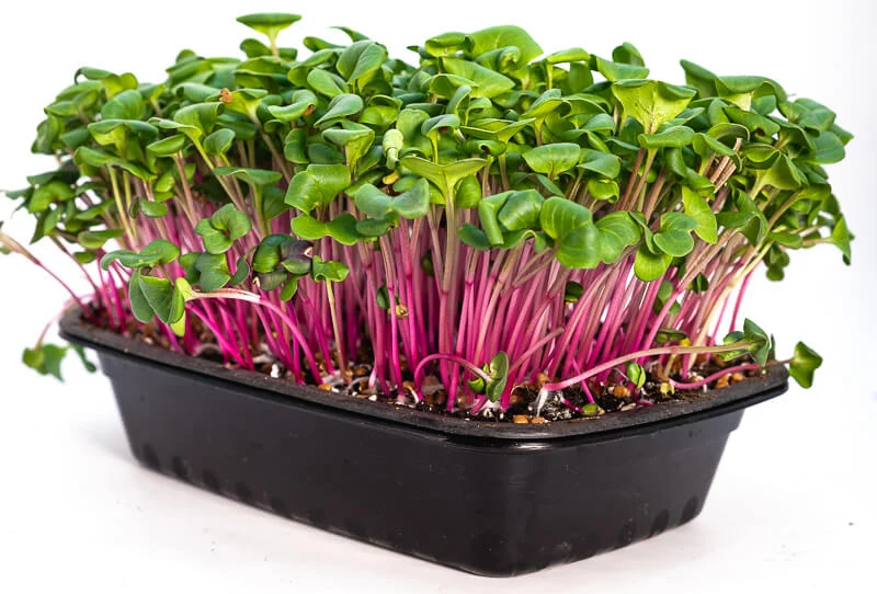 Beetroot