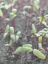 Beetroot Microgreen